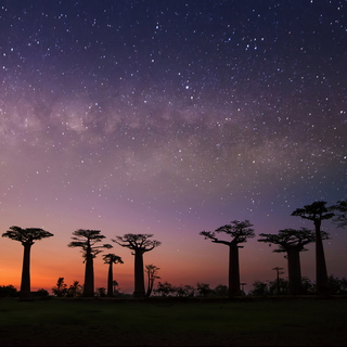 Milky Way at the baobabs